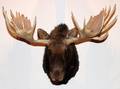 ALASKA YUKON MOOSE TROPHY MOUNT