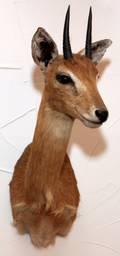 AFRICAN ORIBI TROPHY MOUNT