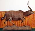 SOUTHERN AFRICAN NYALA FULL BODY TROPHY MOUNT