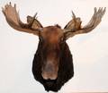 WESTERN CANADIAN MOOSE TROPHY MOUNT