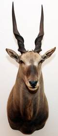 CENTRAL AFRICAN GIANT ELAND TROPHY MOUNT