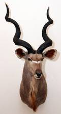 AFRICAN GREATER SOUTHERN KUDU TROPHY MOUNT