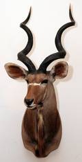 AFRICAN GREATER SOUTHERN KUDU TROPHY MOUNT