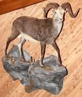 STONE SHEEP FULL BODY TROPHY MOUNT