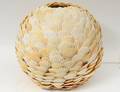 SHELL LAMP