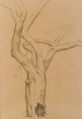 Luigi Lucioni ItalianAmerican 19001988 Tree Study