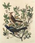 Audubon John James 17851851