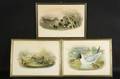 Gould  Richter lithographers British 19th Century Lot of Three Ornithological Prints