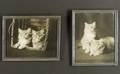 American School 20th Century Lot of Two Photographs of Tabby Cats