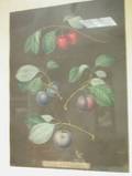 Two Framed Colored Prints Depicting Fruit