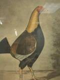 Pair of Engravings With Color of Fighting Cocks