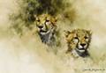 David Shepherd British b1931 Cheetah Heads