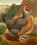 Six Framed Color Lithographs of Poultry from Cassells Poultry Book
