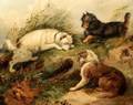Attributed to George Smith Armfield British 1808  1893 Scottish Terriers