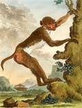 Six Framed French Hand Tinted Engravings of Primates