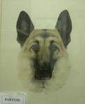 Pair of Framed MC Nichols Watercolor German Shepherd Dog Portraits