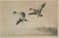 Roland Clark American 18741957 Duck Stamp Design