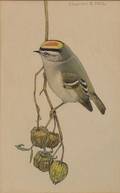Charles Emile Heil American 18701950 GoldenCrowned Kinglet  Weed Pods