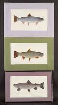 Peter Thompson American 20th Century Lot of Three Illustrations for The Game Fishes of New England and Southeastern Canada