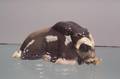Royal Copenhagen Porcelain Musk Ox