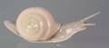 Bing  Grondahl Porcelain Snail