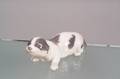 Royal Copenhagen Porcelain Basset Puppy