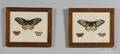 Twentytwo Framed Handcolored Butterfly Moth and Botanical Book Plates