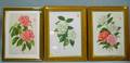 Framed Set of Three Modern Decorative Botanical Prints