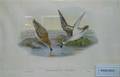 Five Framed Decorative Ornithological Reprints