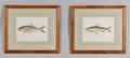 Six Framed Denton Ichthyological Chromolithographs