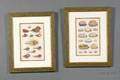 Group of Four Decorative Handcolored ConchologicalShell Engravings