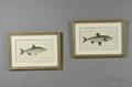 Four Decorative French Handcolored Etchings of Fish by ME Bloch