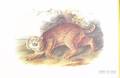 Framed Offset Reproduction Audubon Quadruped Print Common American Wildcat