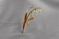 14kt Gold and Hardstone Lily of the Valley Brooch