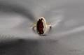 18kt Gold Garnet and Diamond Ring