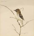 Robert Verity Clem American b 1933 Least Flycatcher empidonax minimi