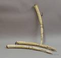 Three African Ivory Carvings