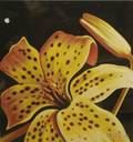 Unframed Color Lithograph of a Lily by Lowell Nesbitt American 19331993