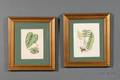 Group of Seven Decorative Botanical Watercolor Drawings