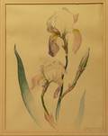 Framed Watercolor on Paperboard Still Life of a Iris by Keith Shaw Williams American 19061951