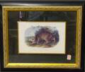 Audubon Quadruped Print Common American Wildcat