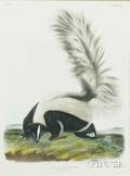 Audubon John James 17851851 and Audubon John Woodhouse 18121862