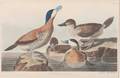 Audubon John James 17851851
