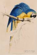 Ornithological Gould John 18041881