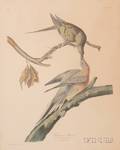 Audubon John James 17851851