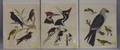 Three Unframed 19th Century Handcolored Ornithological Engravings
