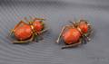 Pair of 18kt Gold Coral and Emerald Insect Pins