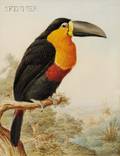 Harry Bright British 18461895 Toucan