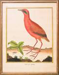 Two early colored bird engravings