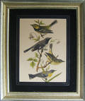 Seven small bird prints